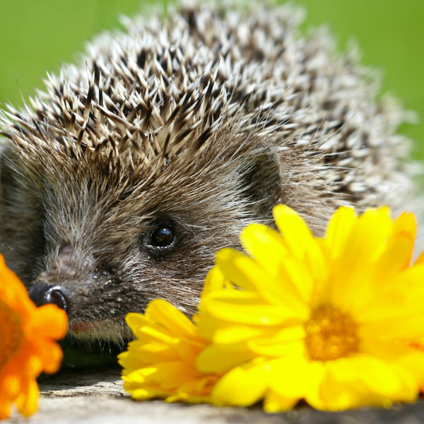 Hedgehog Houses, Feeders & Accessories 