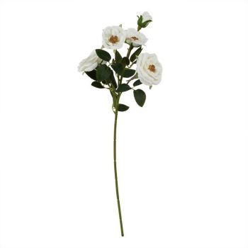 The Natural Garden Collection Hedge Rose (Single Stem Flower) - White