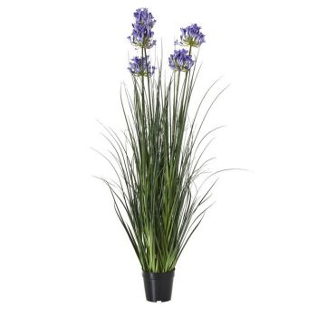 Large Agapanthus Plant in Pot - Plastic - Height 120 cm - Blue
