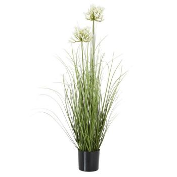 Agapanthus Plant in Pot - Plastic - Height 90 cm - White