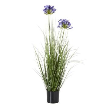 Agapanthus Plant in Pot - Plastic - Height 90 cm - Blue