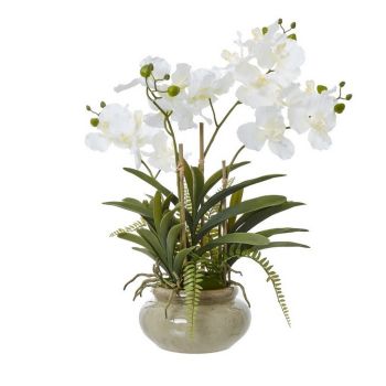 Vanda Orchid Plant in Pot - Plastic/Ceramic - L56 x W75 x H68 cm - White