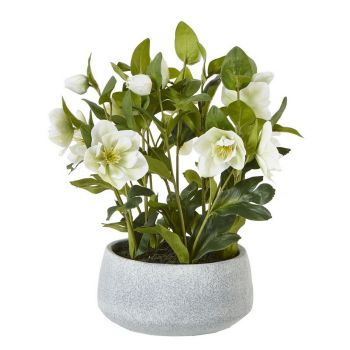 Hellebore Plant in Pot - Plastic - L33 x W38 x H41 cm - White/Grey