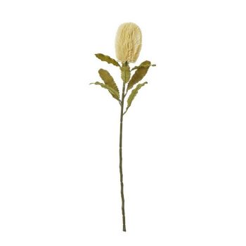 Large Banksia Serrata (Single Stem Flower) - Plastic - Height 65 cm - Cream