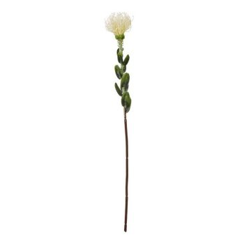 Pincushion Protea Spray (Single Stem Flower) - Plastic - Height 61 cm - Cream