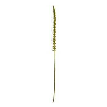 Eremurus (Single Stem Flower) - Plastic - L3 x W3 x H88 cm - Green