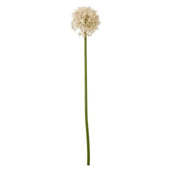 Pink Medium Allium (Single Stem Flower) - Plastic - L16 x W16 x H80 cm - Pink