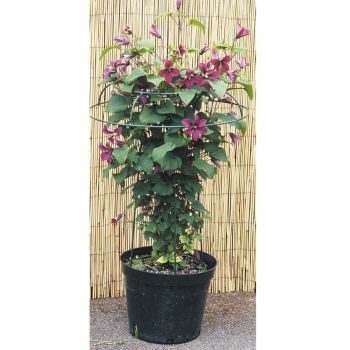 Small Tuteur Plant Border Support - Steel - L48 x W48 x H56 cm - Green