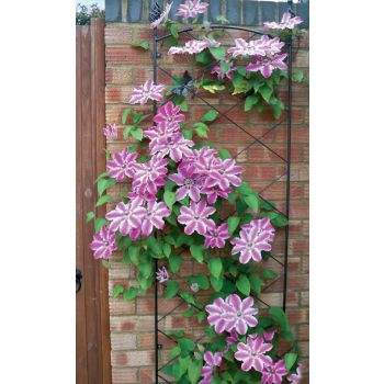 Regent Wall Trellis Bare Metal/Ready to Rust - Steel - L52 x W1 x H164 cm